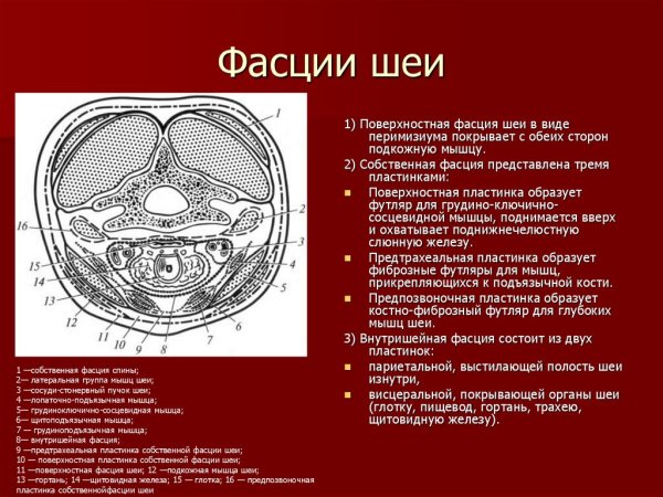 Фасции шеи Парижская номенклатура