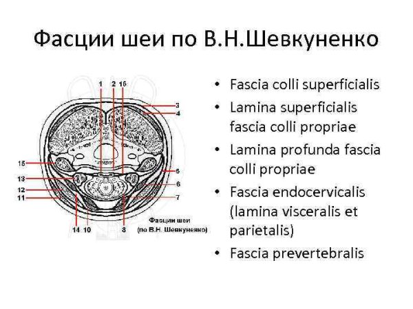 Фасциальные футляры шеи