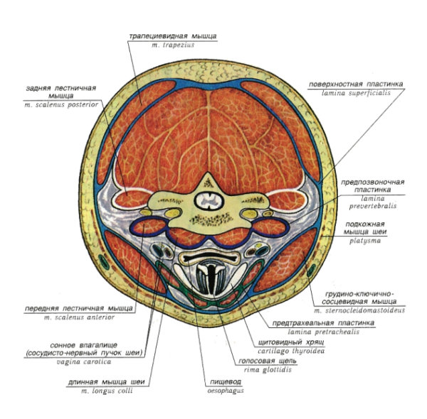 Топографическая анатомия шеи фасции шеи
