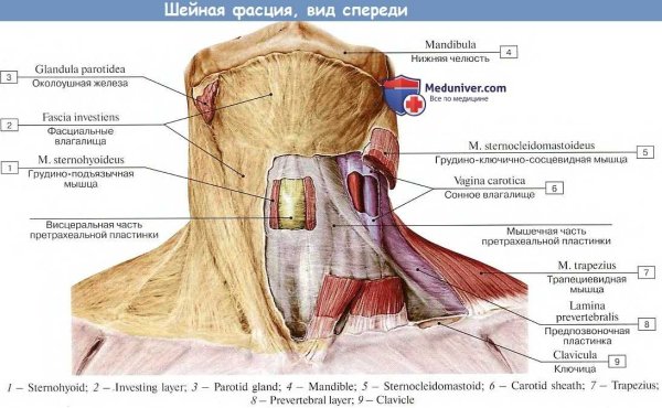 Поверхностная пластинка шейной фасции