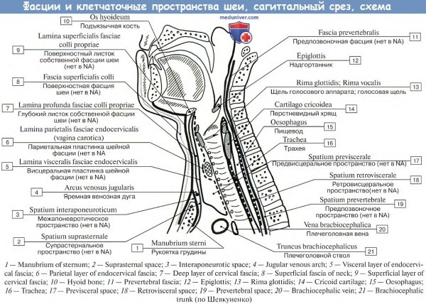 Топографическая анатомия клетчаточных пространств шеи