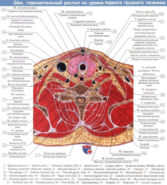 Анатомия человека поперечные срезы шеи