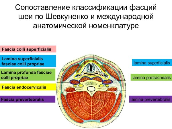 Фасции шеи по Шевкуненко и международной номенклатуре отличия
