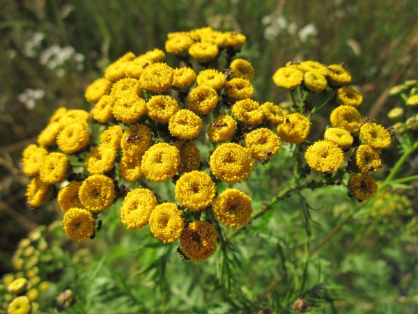 Пижма обыкновенная (Tanacetum vulgare l.)