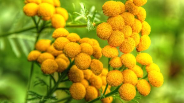 Tanacetum пижма