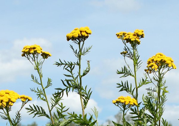 Пижма обыкновенная (Tanacetum vulgare)