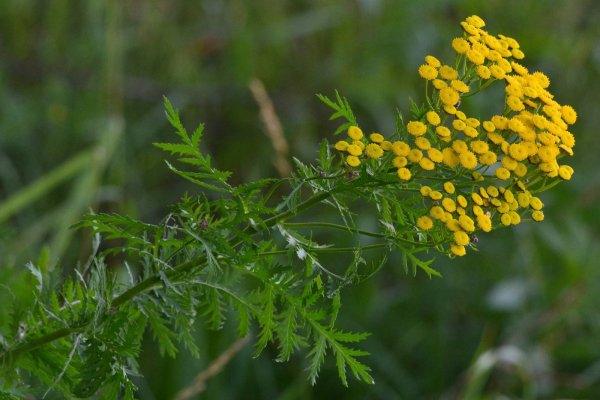 Пижма обыкновенная (Tanacetum vulgare)