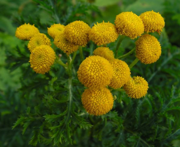 Пижма обыкновенная (Tanacetum vulgare)