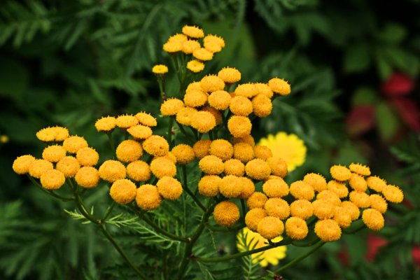Пижма обыкновенная (Tanacetum vulgare)