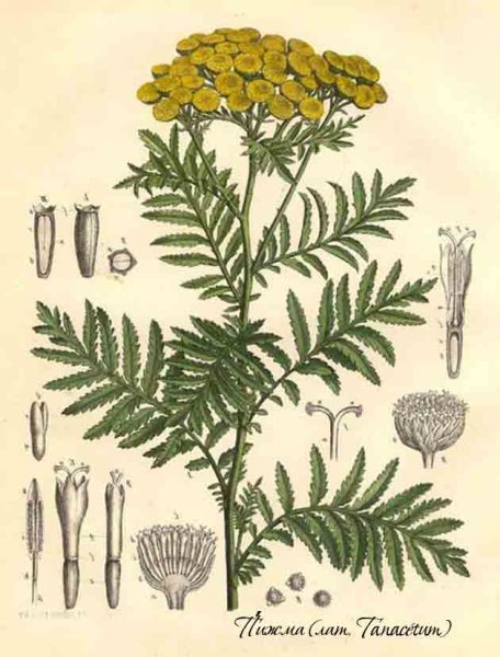 Пижма обыкновенная (Tanacetum vulgare l.)