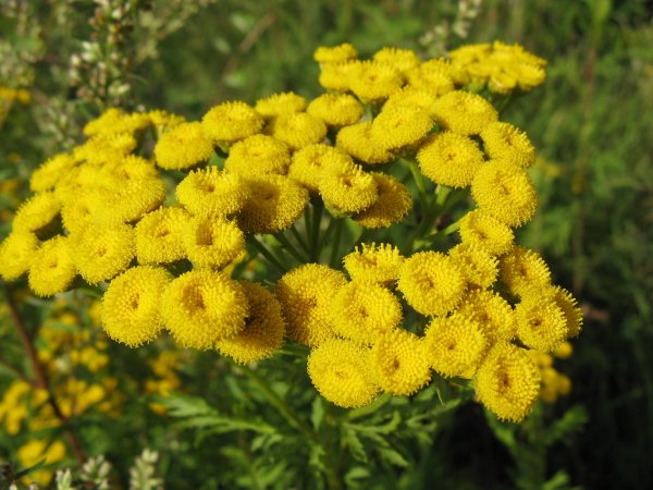 Пижма обыкновенная - Tanacetum vulgar
