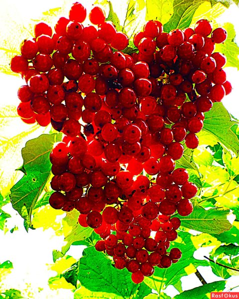 Калина обыкновенная красная гроздь