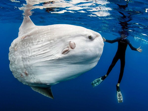Обыкновенная Луна-рыба Mola Mola