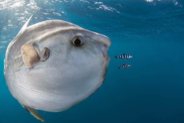 Mola Mola рыба