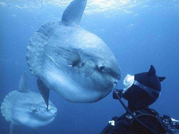 Mola Mola рыба