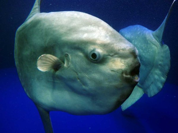Mola Mola рыба