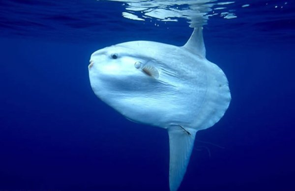 Mola Mola рыба
