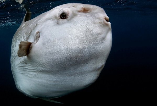 (Mola Mola) рыба солнца