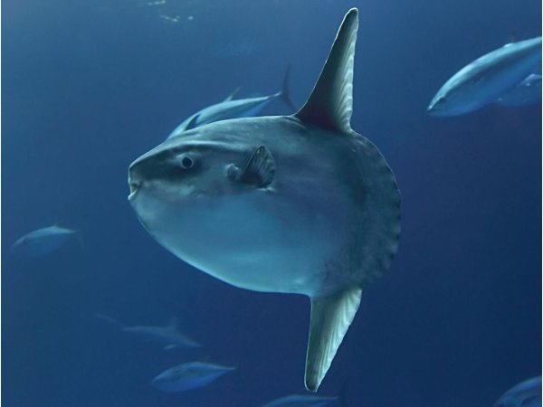 Sunfish рыба