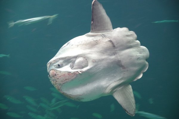 Острохвостая рыба Луна