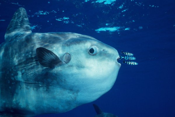 Sunfish рыба Луна