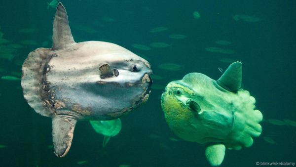 Mola Mola рыба
