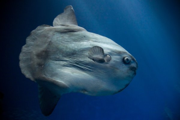 Обыкновенная Луна-рыба Mola Mola