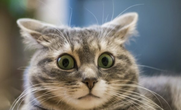 Удивленный кот