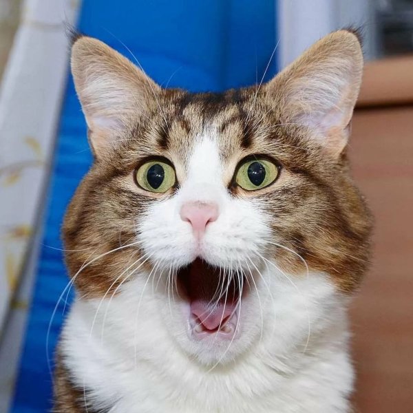 Смешной удивленный кот