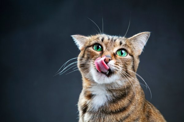 Удивленный кот