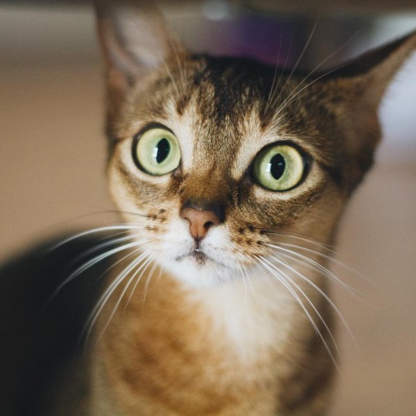 Удивленный взгляд кота