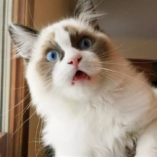 Смешной кот