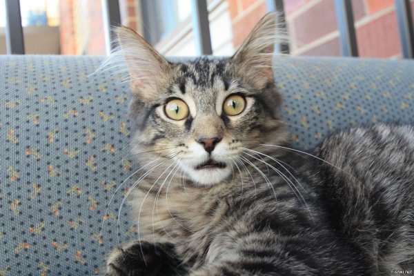 Офигевший котик