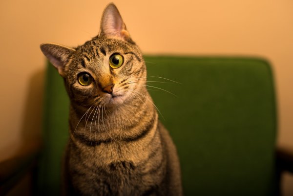 Кот тойгер