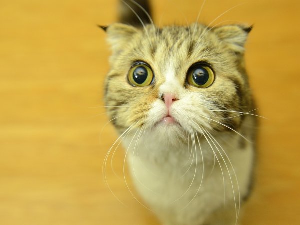 Смешная морда кота