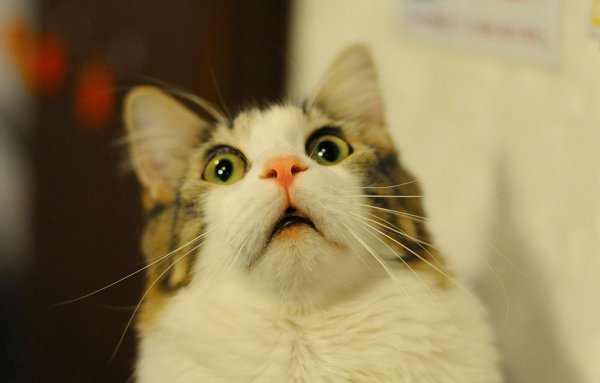 Удивленный кот