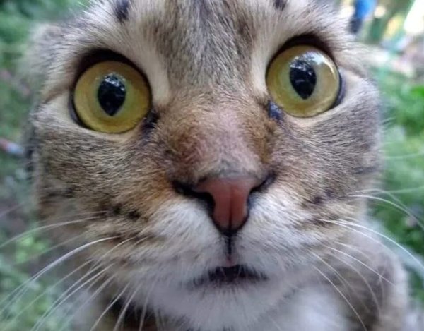 Удивленный кот