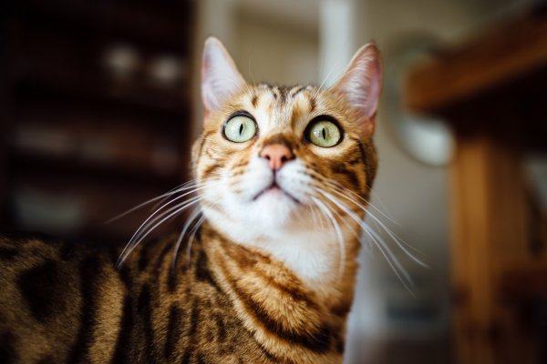 Смешной удивленный кот