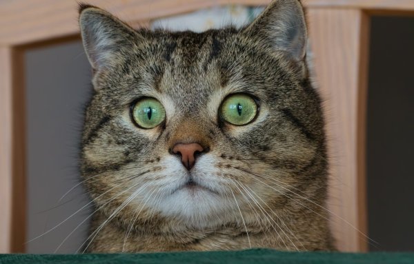 Смешной кот