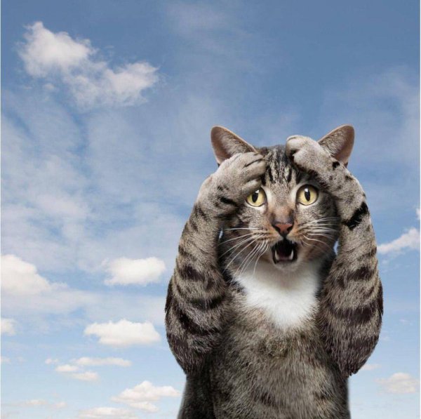 Коты удивление