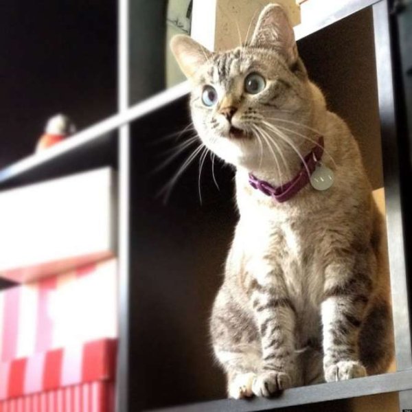 Прикольные коты