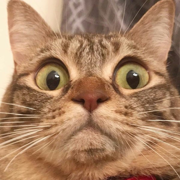 Кошка показывает язык