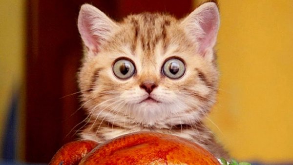 Смешной кот