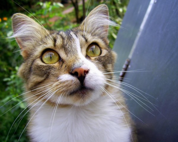 Котенок удивлен