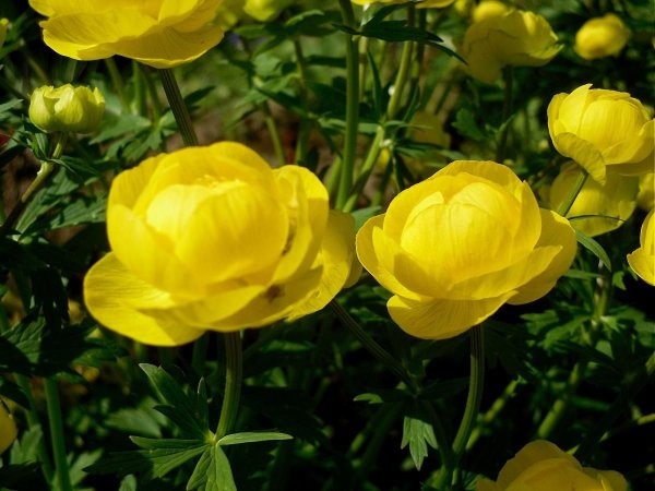Купальница европейская (Trollius europaeus)