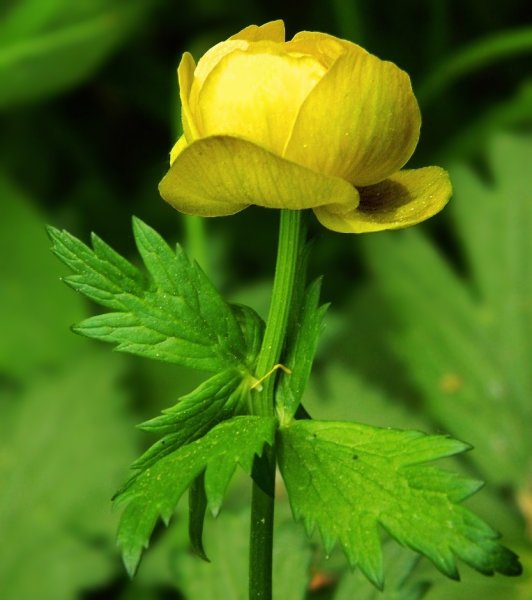 Купальница европейская (Trollius europaeus)
