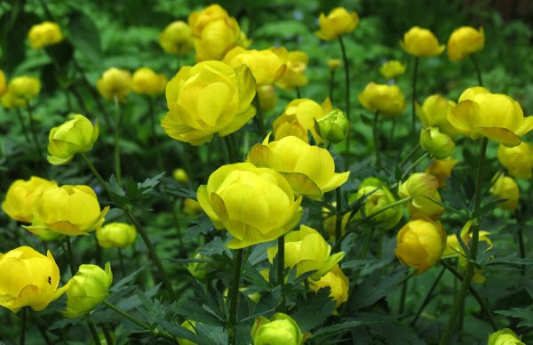 Купальница (Trollius)