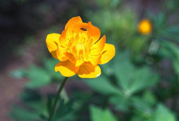 Купальница европейская (Trollius europaeus)