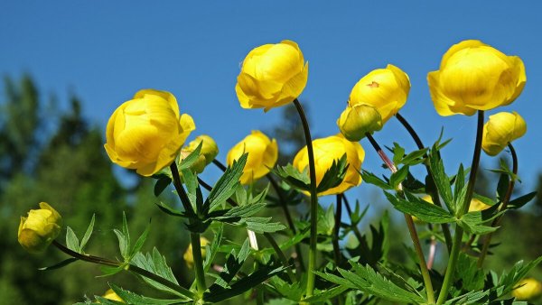 Купальница европейская (Trollius europaeus)