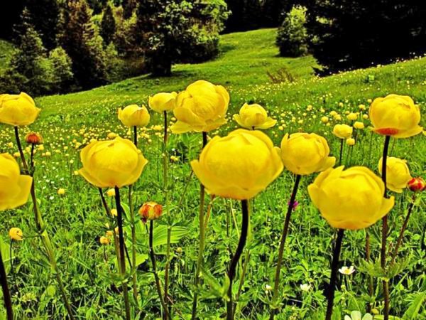 Купальница европейская лепестки